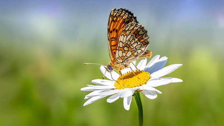 有道翻译下载：会员功能解锁3大秘籍 二