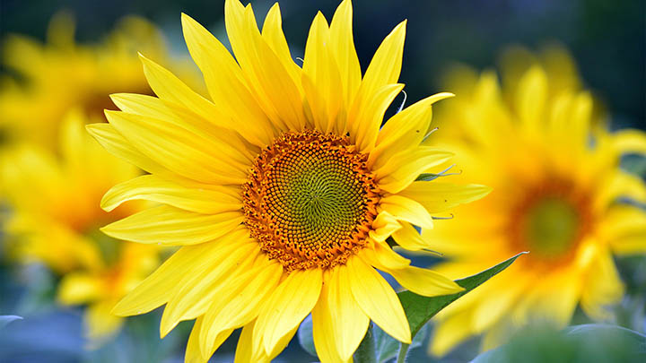 有道翻译会员安卓怎么下载？详细步骤解析！ 二