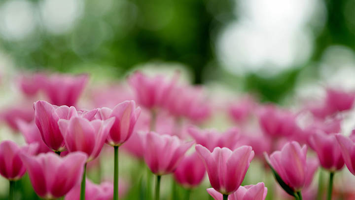 怎样下载有道翻译？离线功能详解+全平台安装攻略 二